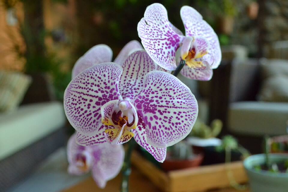 Orquídeas: 5 dicas básicas para começar a cuidar – O Meu Jardim