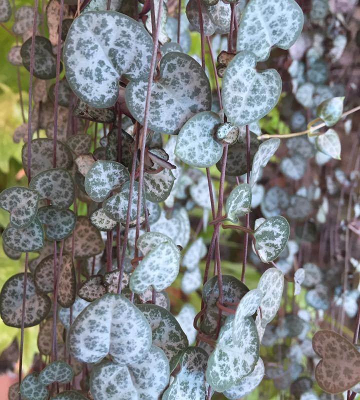 Ceropegia woodii ou corações emaranhados: a suculenta com folhas em formato  de coração – O Meu Jardim